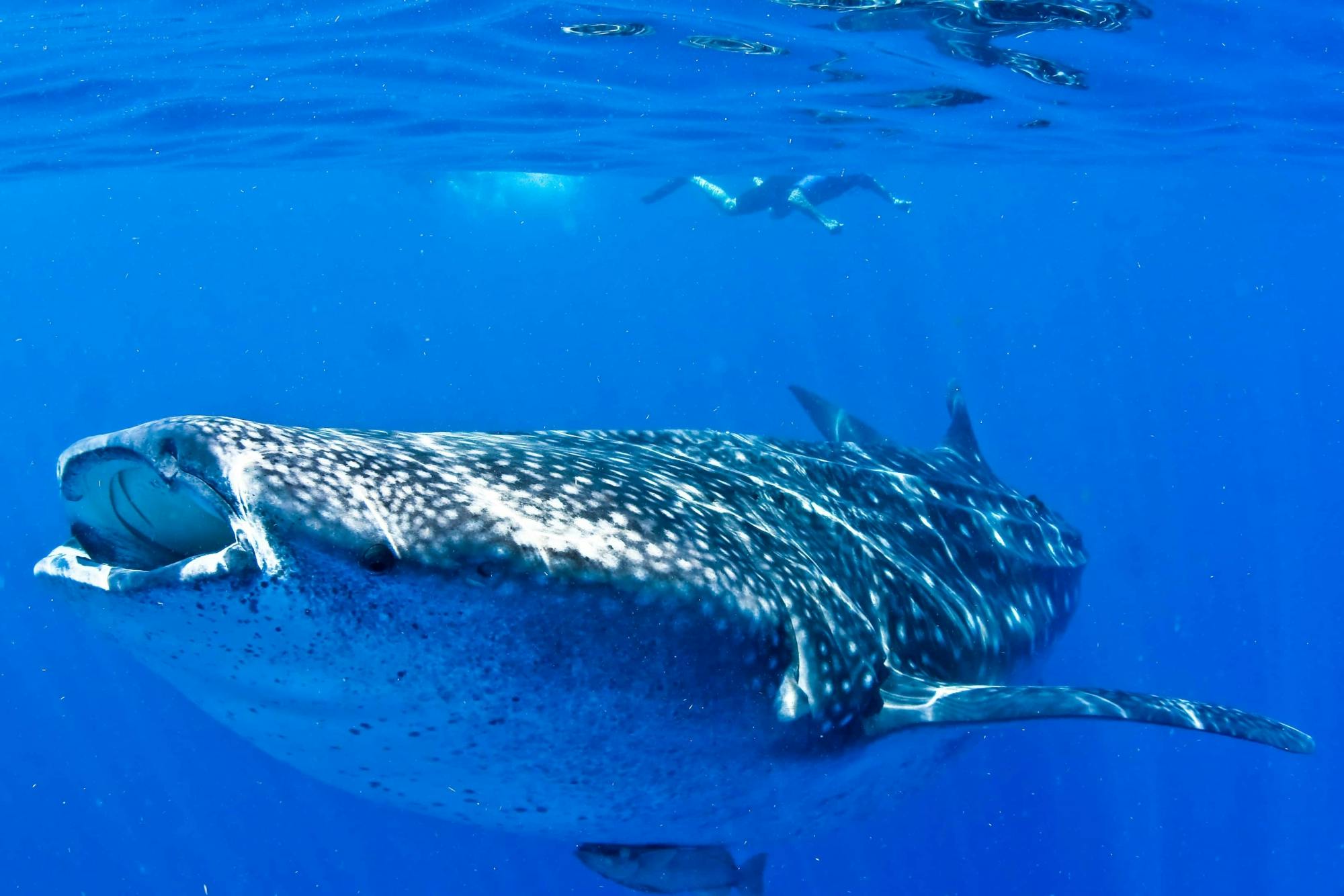 Whale Shark Discovery