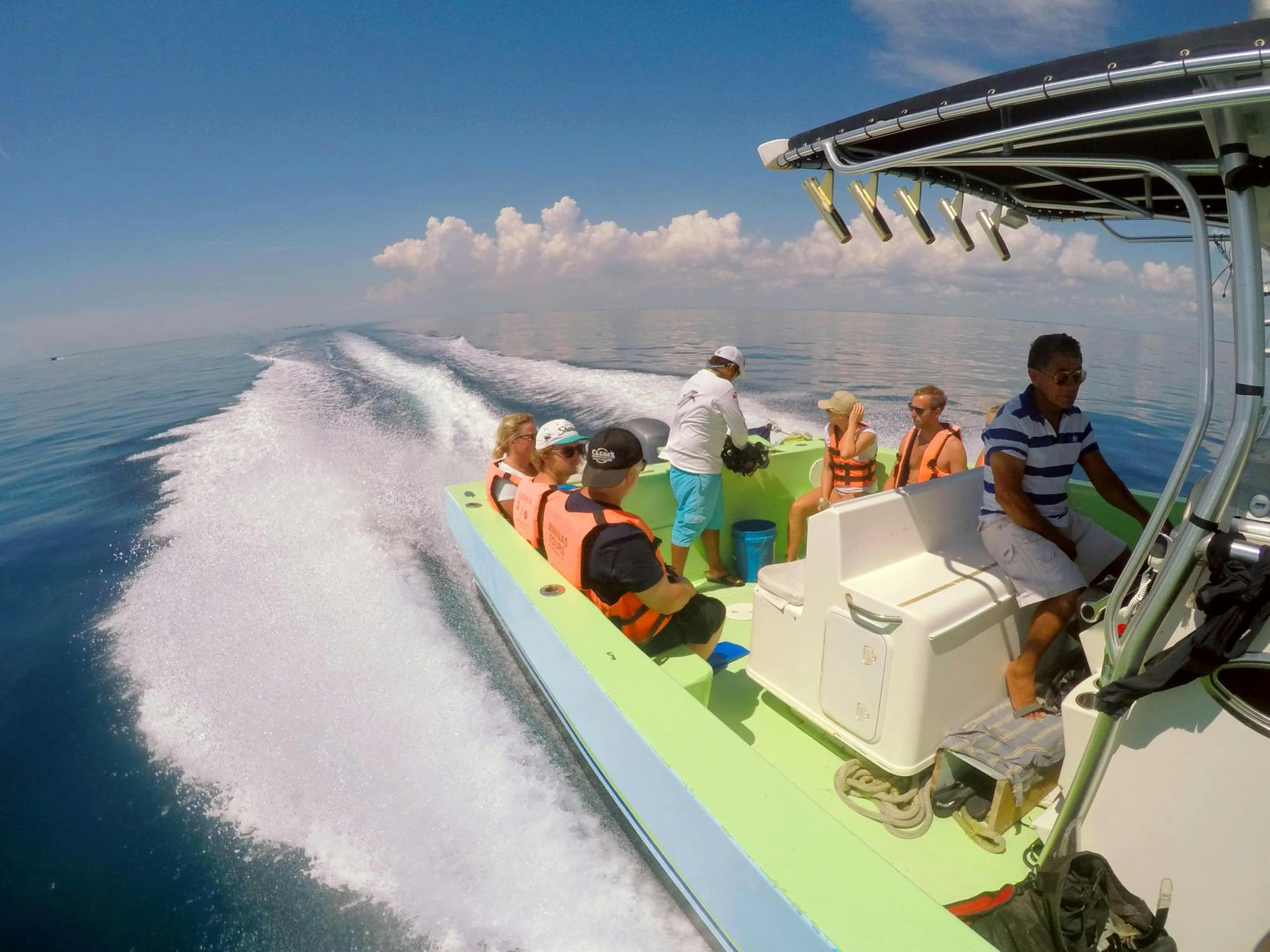 Whale Shark Discovery