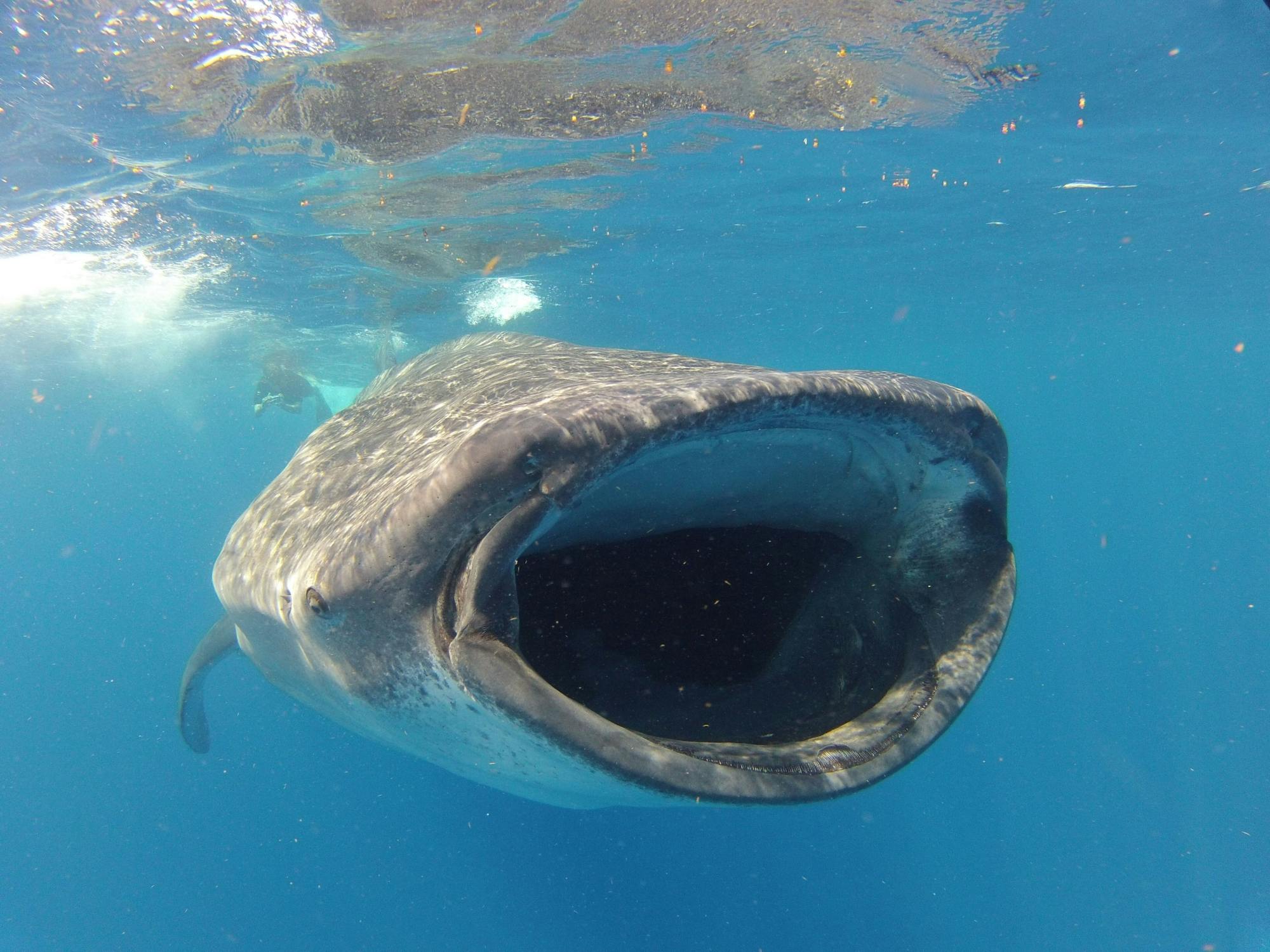 Whale Shark Discovery