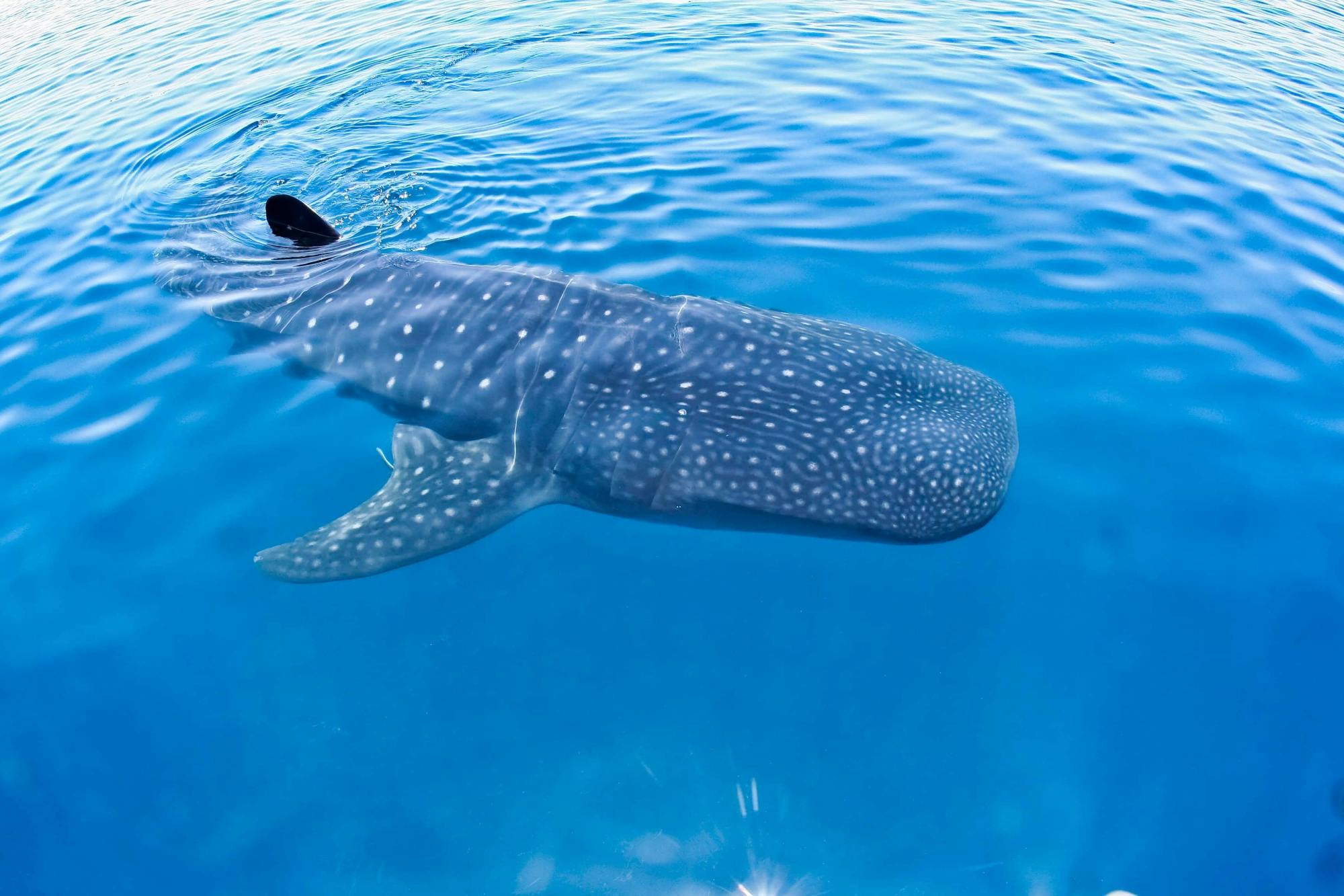 Whale Shark Discovery