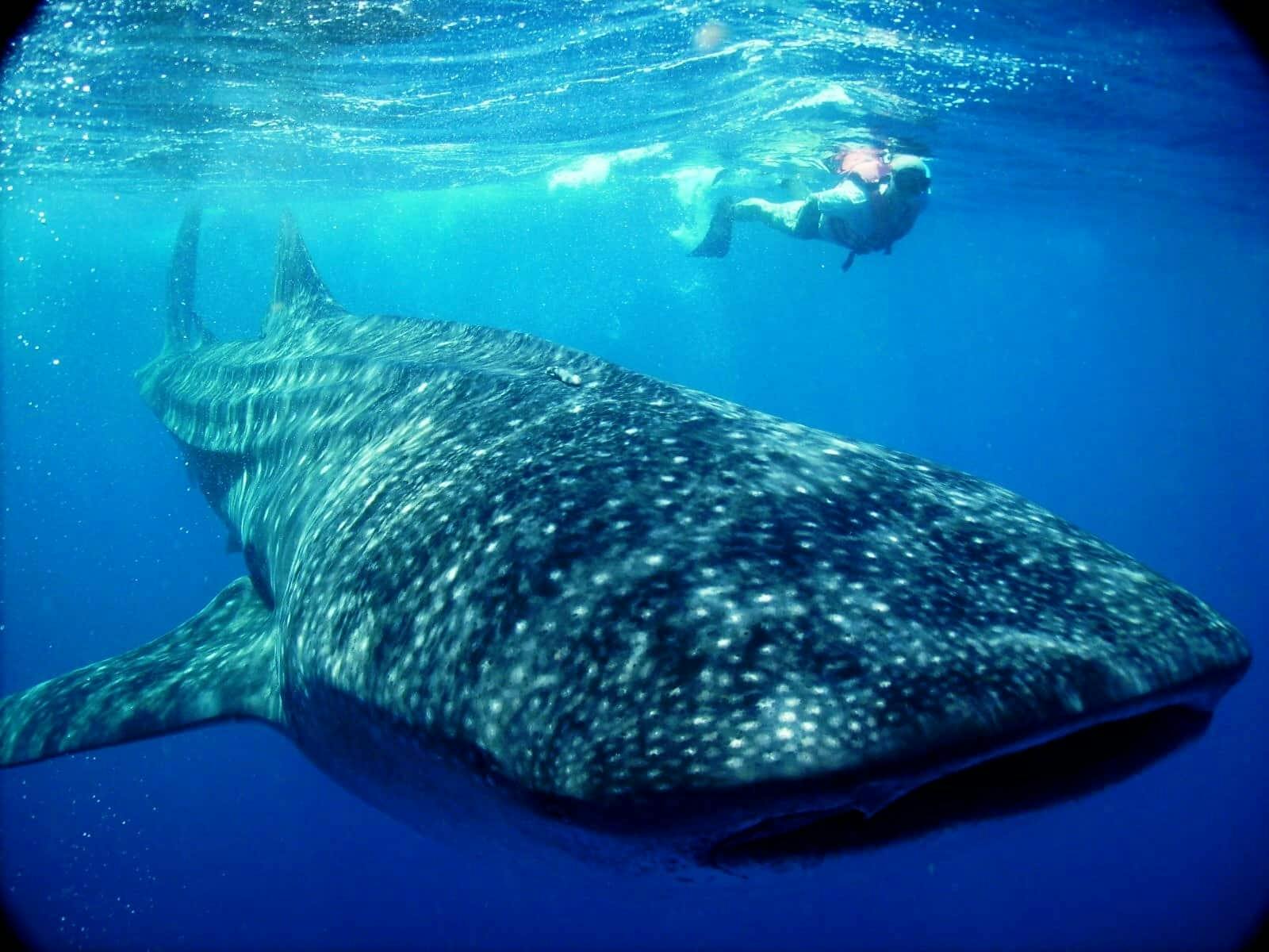 Whale Shark Discovery