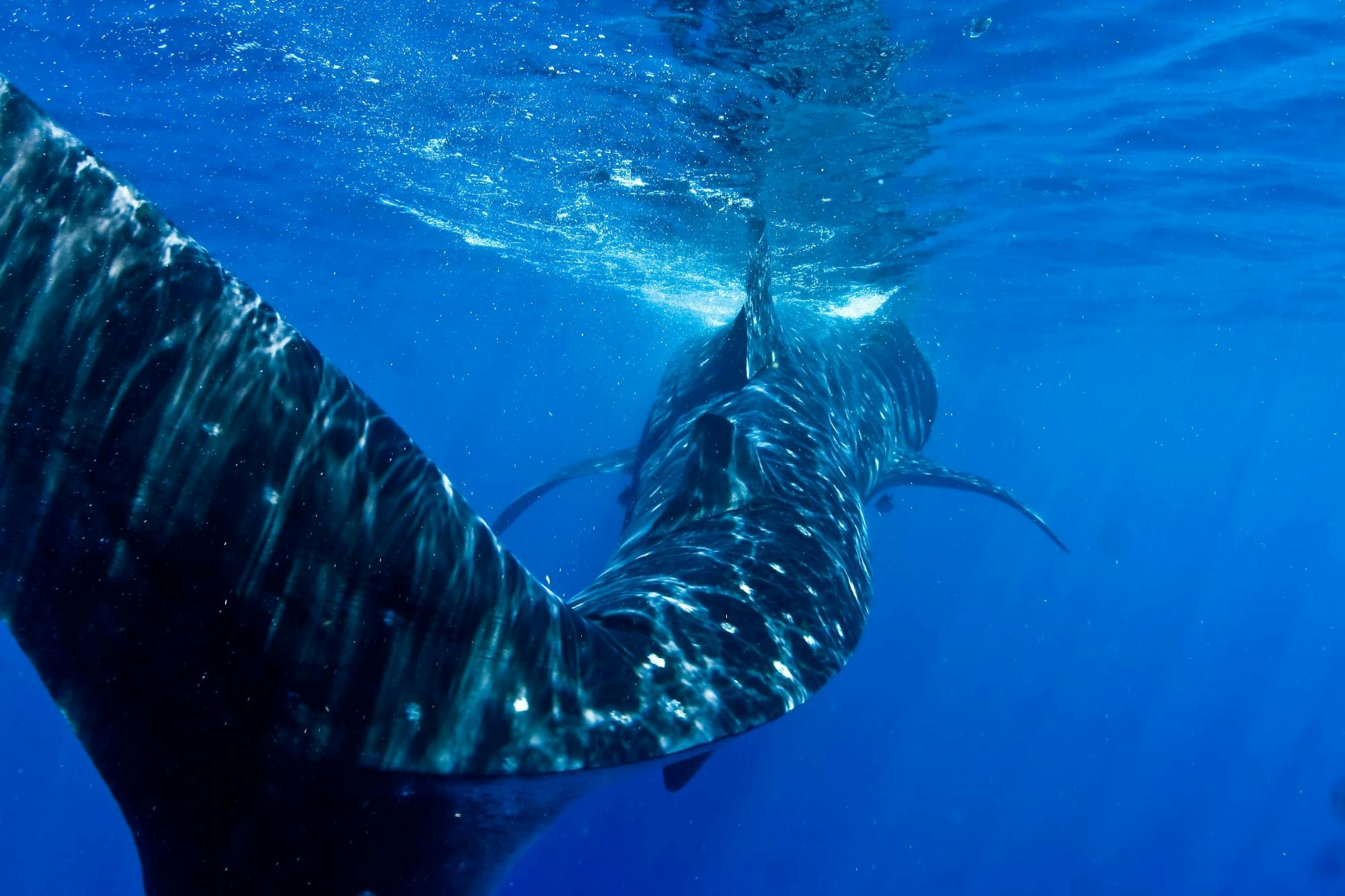 Whale Shark Discovery