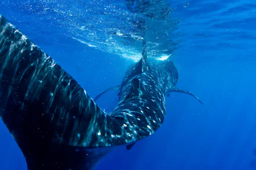 Whale Shark Discovery