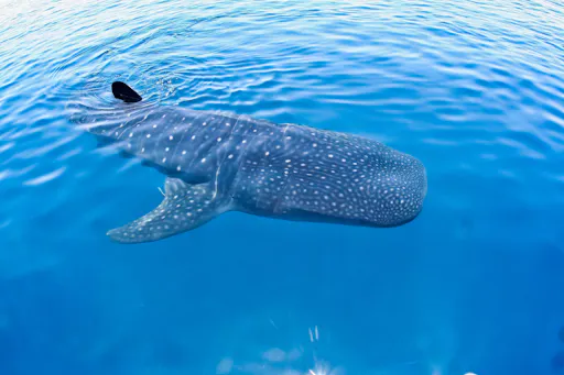 Whale Shark Discovery