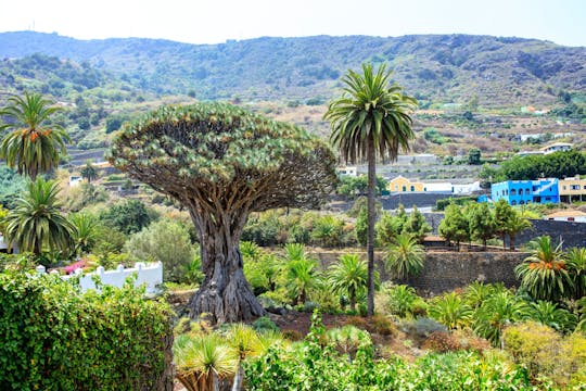 Visite privée en monospace du nord-ouest de Tenerife avec déjeuner