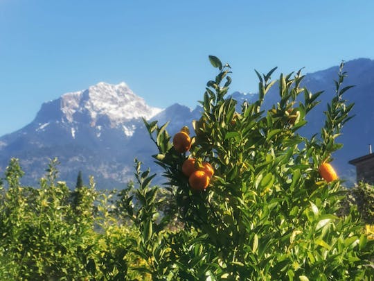 Mallorca Ganztagestour mit Hafen von Soller und Kloster Lluc