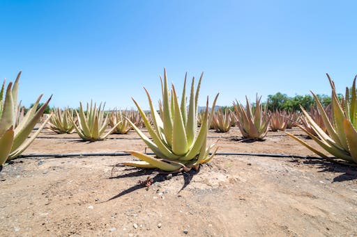 Ibiza Backroads Tour with Santa Gertrudis and Aloe Farm Visit