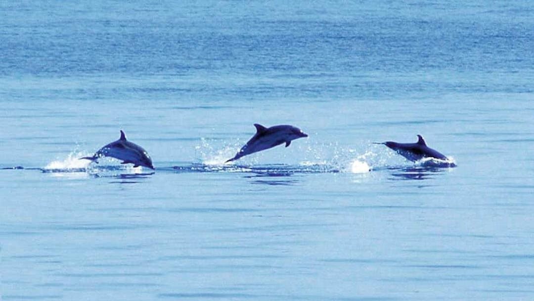 MARELLA_TARANTO_TARANTO DOLPHIN-WATCHING_2.png