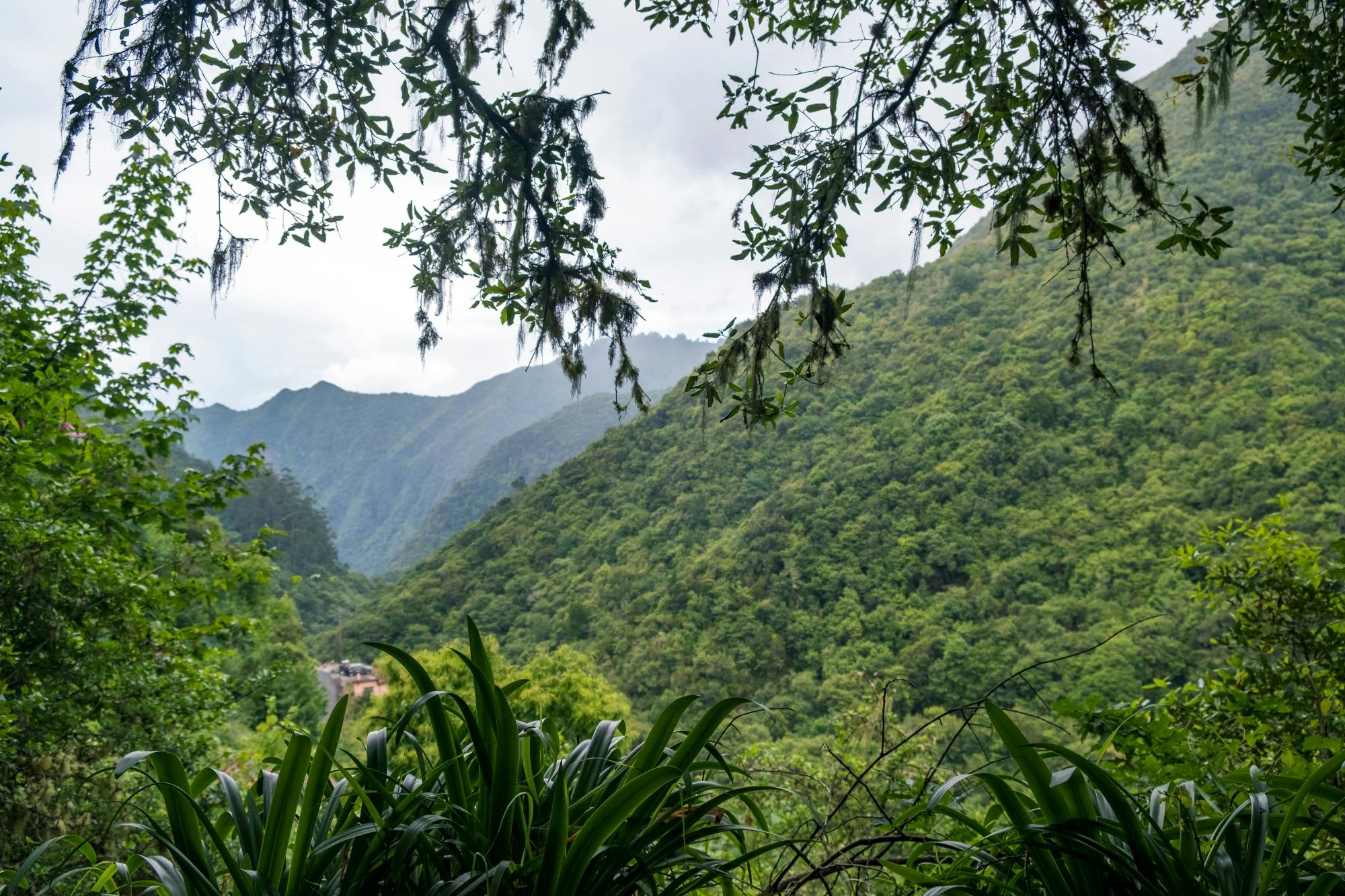 Deluxe Eastern Madeira Tour with Local Lunch and Levada Walk