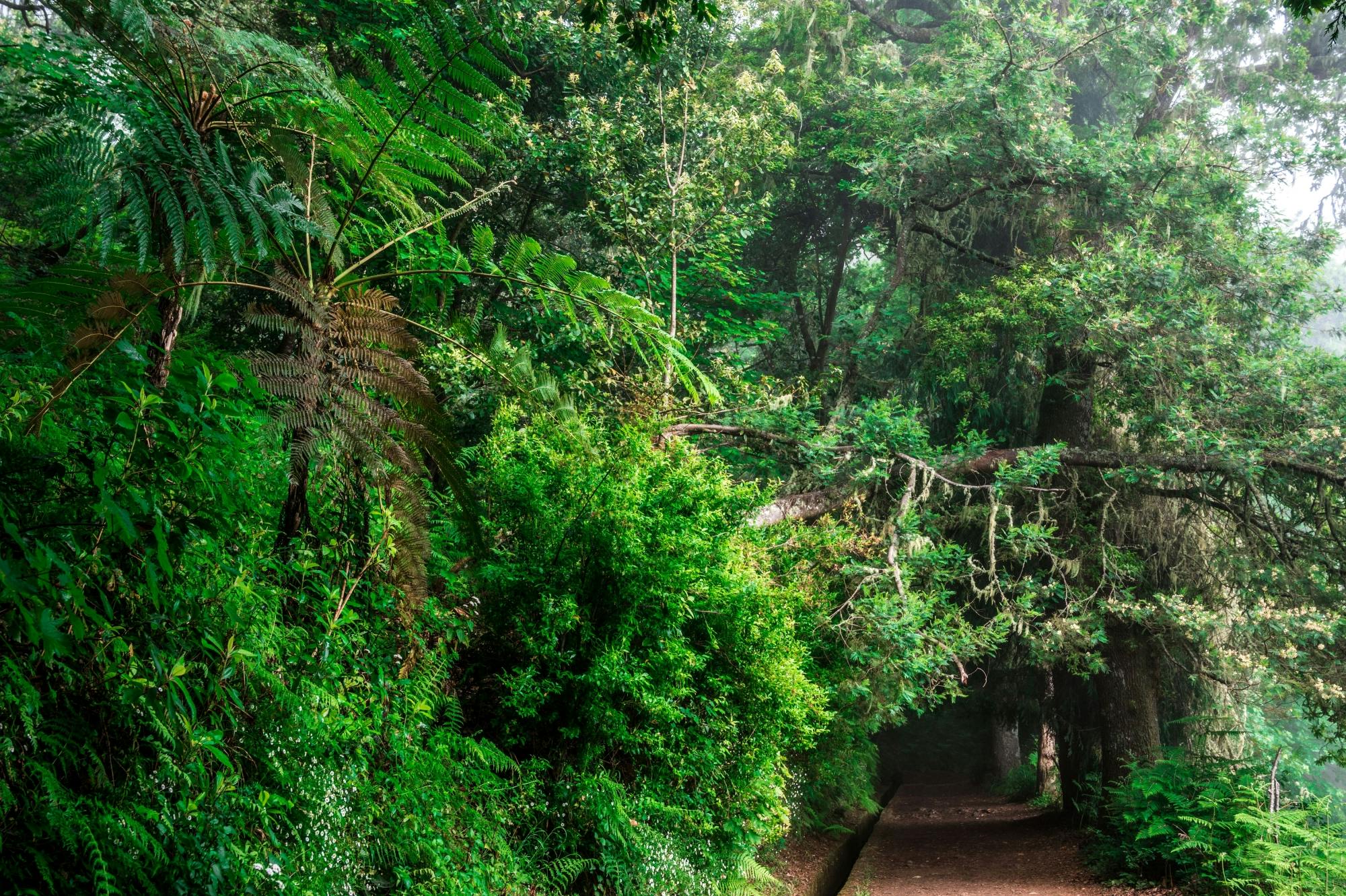 Deluxe Eastern Madeira Tour with Local Lunch and Levada Walk