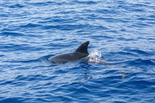 São Miguel Wal- und Delfinbeobachtungstour mit dem Zodiac-Schnellboot