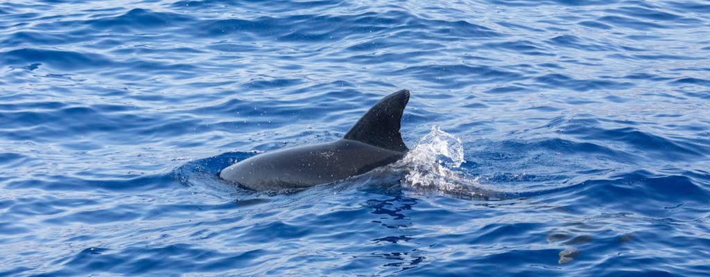 São Miguel Wal- & Delfinbeobachtung Schnellboot-Tour