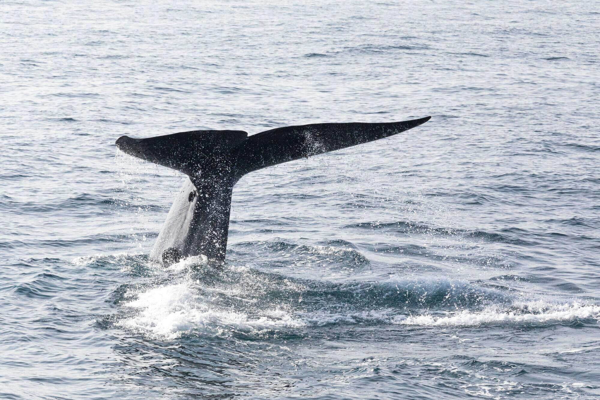 São Miguel Whale & Dolphin Watching Zodiac Speedboat Tour