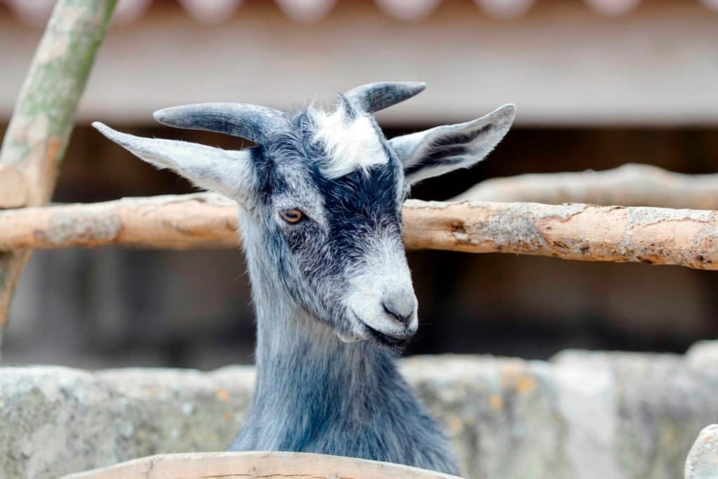 Tour of Rural Menorca with Mahon Cheese Tasting & Lunch