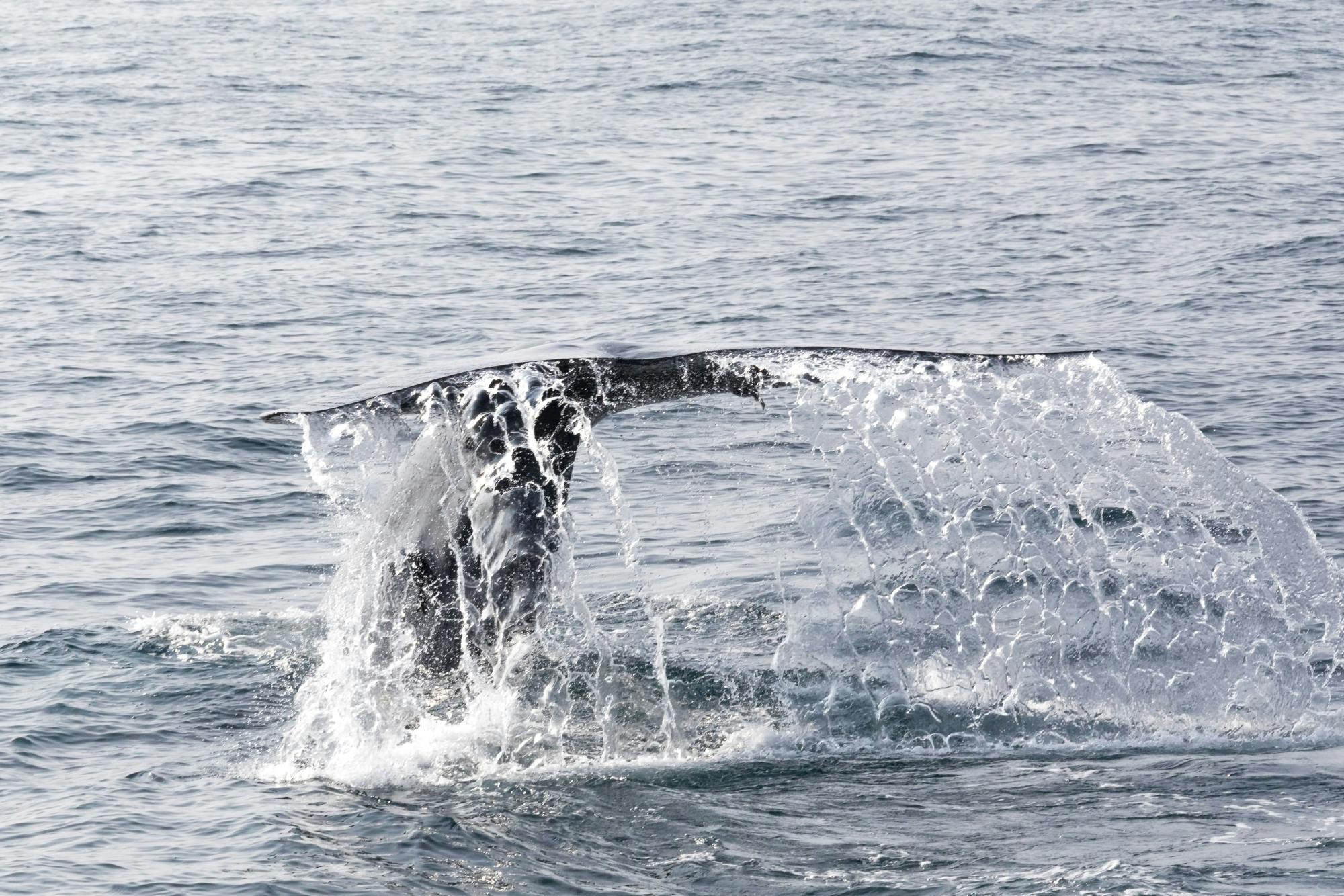 São Miguel Whale & Dolphin Watching Catamaran Tour