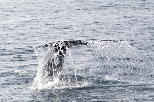 Excursion d'observation des baleines et des dauphins en catamaran à São Miguel