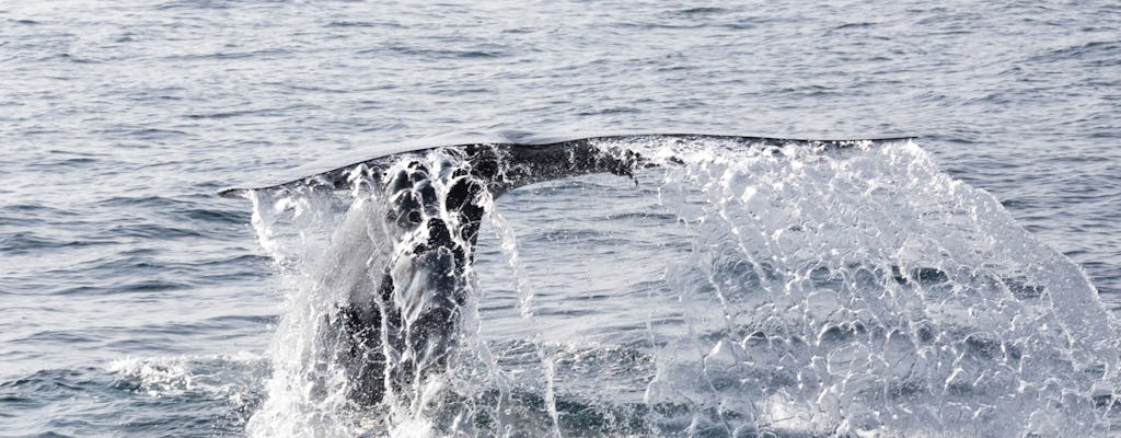 Observation des baleines et des dauphins à São Miguel en catamaran