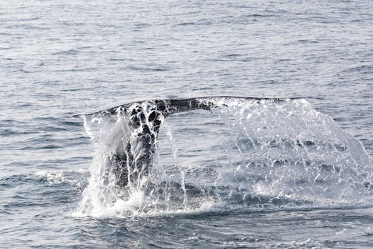 São Miguel Whale & Dolphin Watching Catamaran Tour