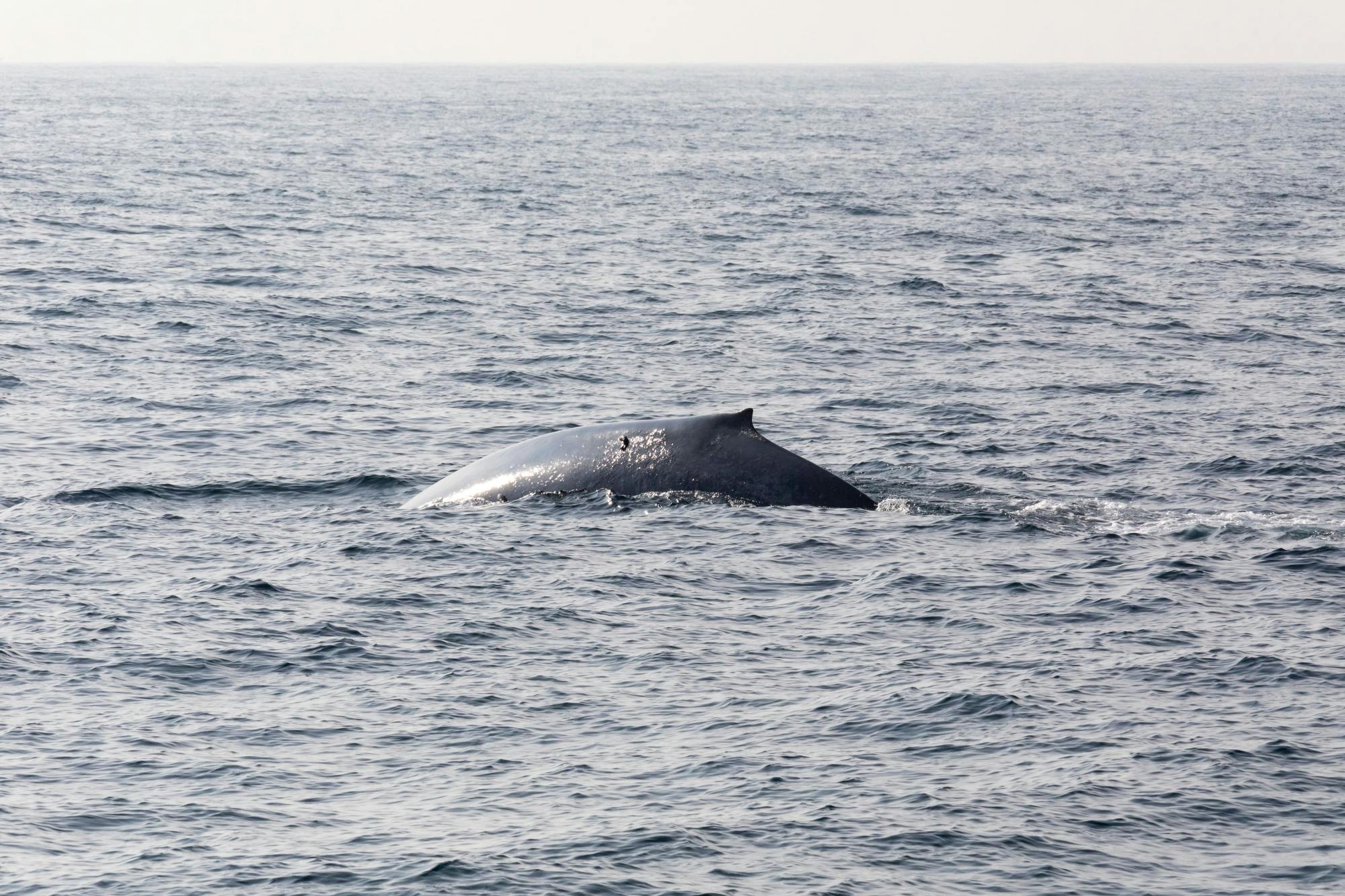 São Miguel Whale & Dolphin Watching Zodiac Speedboat Tour