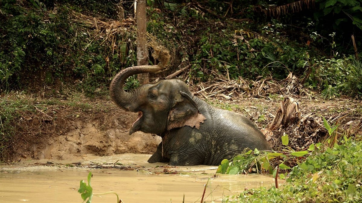 Passeio à tarde para a Reserva de Elefantes da Floresta Oculta com embarque