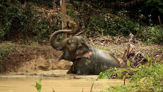 Passeio à tarde para a Reserva de Elefantes da Floresta Oculta com embarque