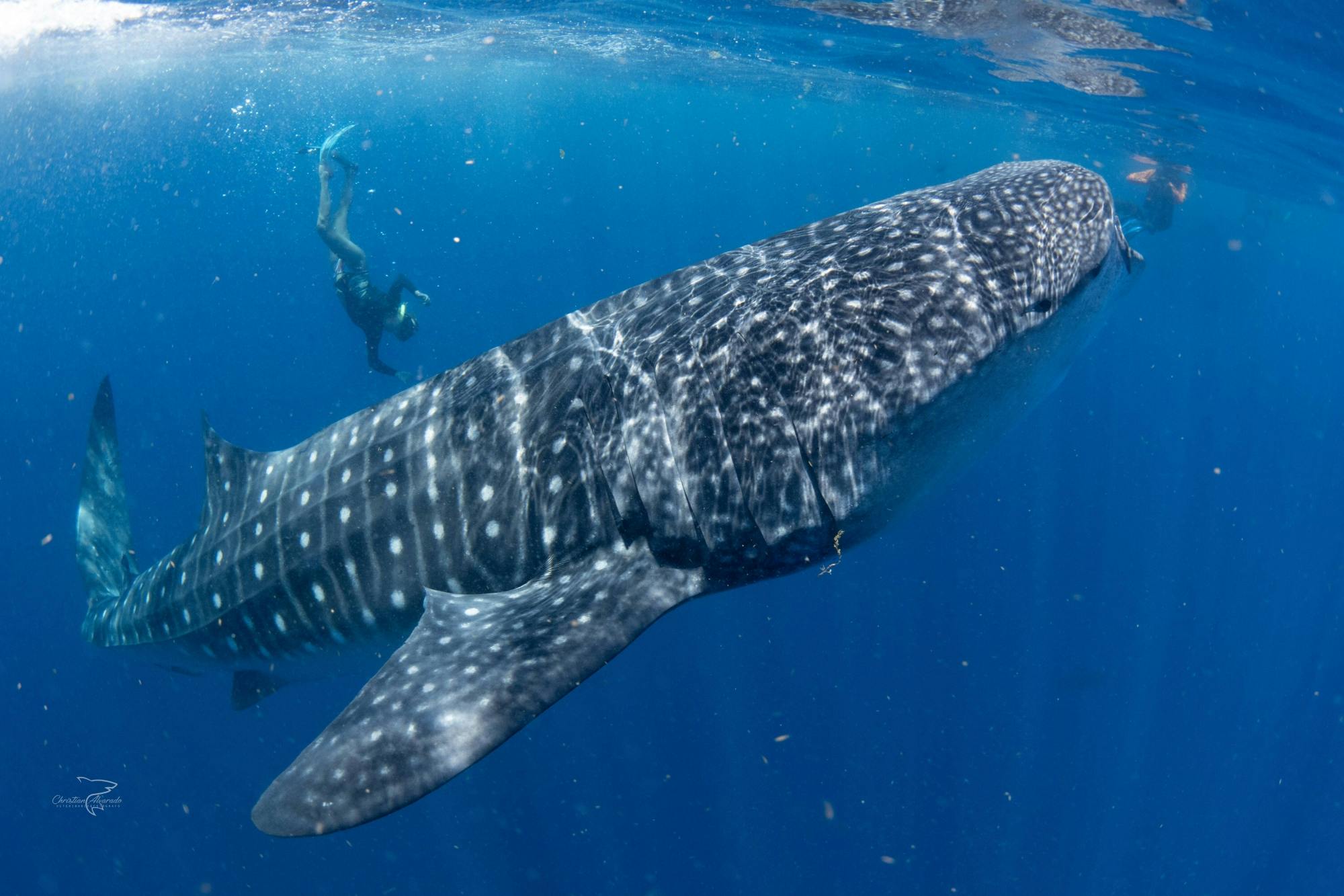 Whale Shark Cancun Sailing