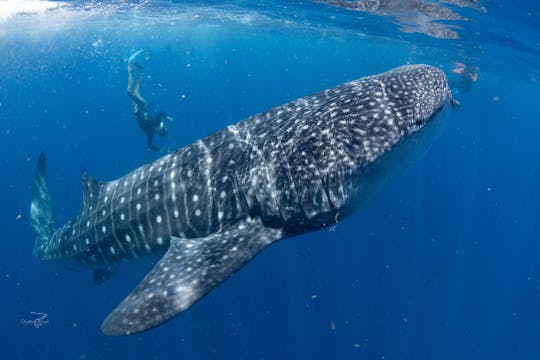 Whale Shark Cancun Sailing