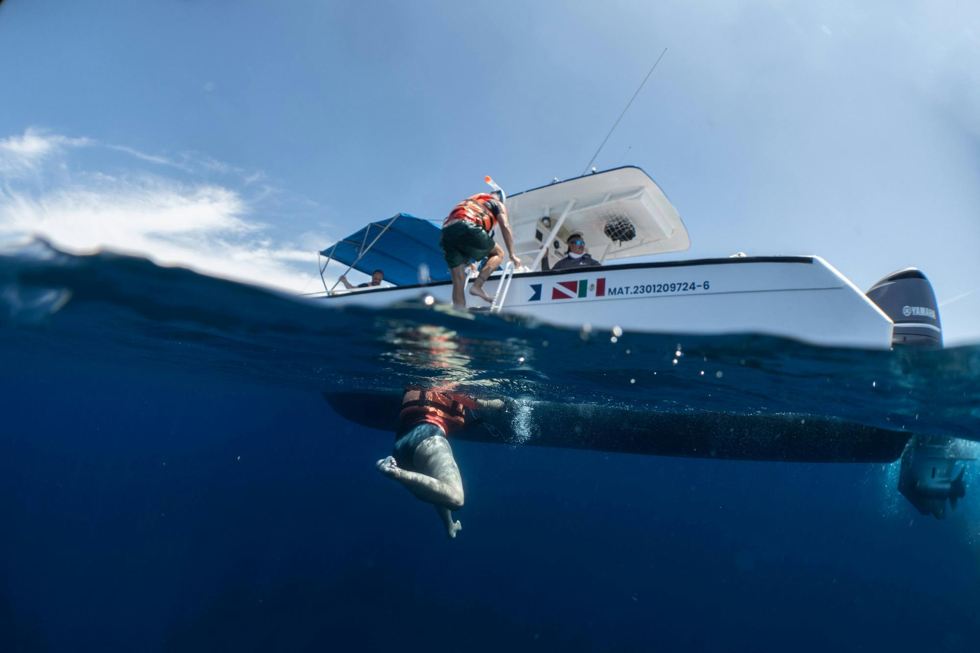 Whale Shark Cancun Sailing