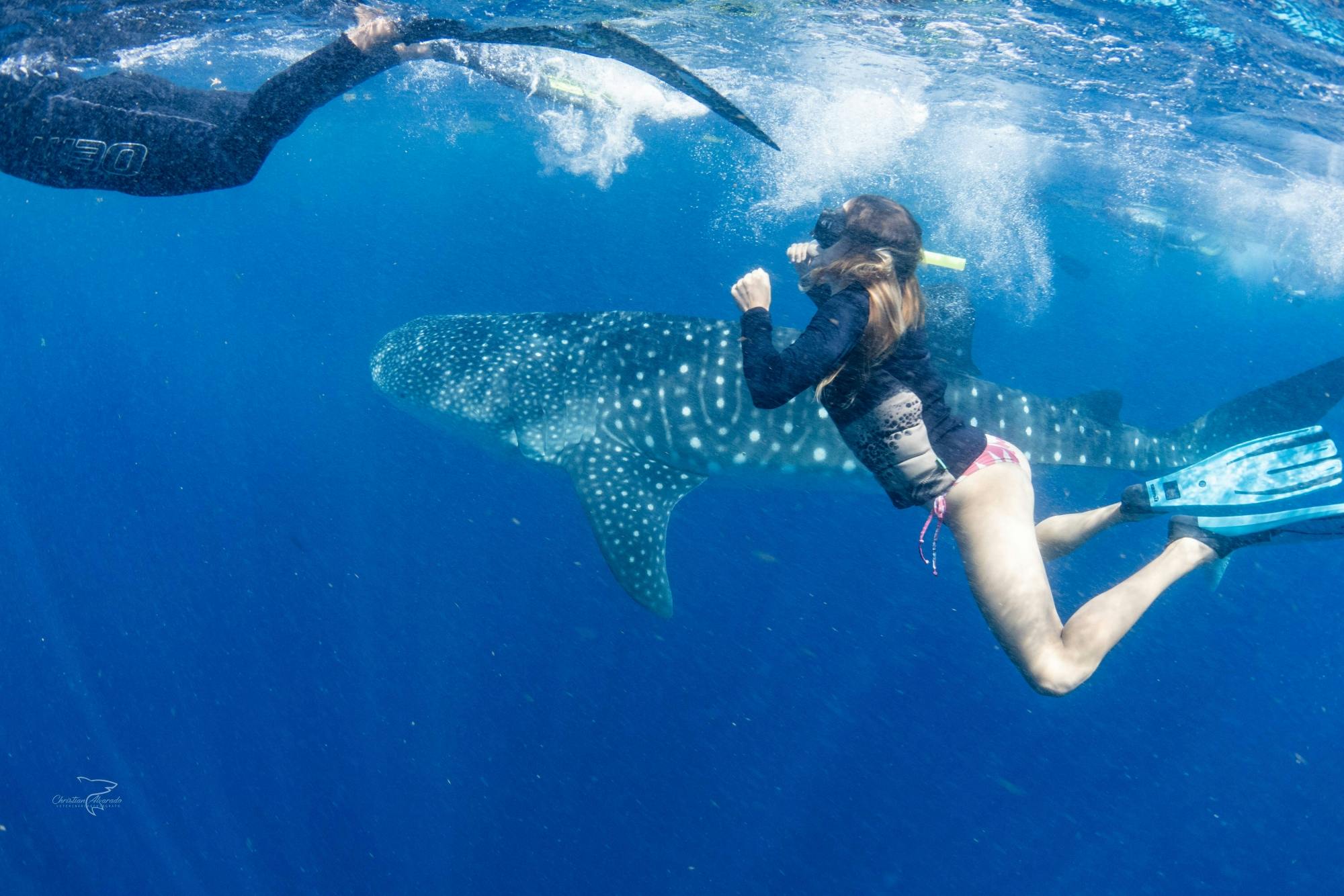 Whale Shark Cancun Sailing