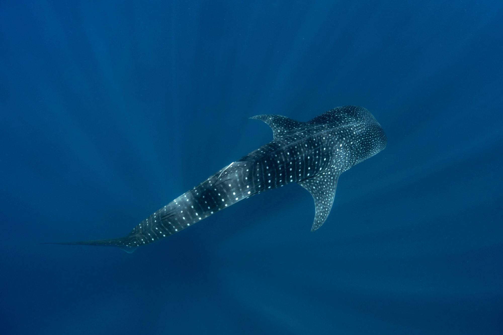 Whale Shark Cancun Sailing