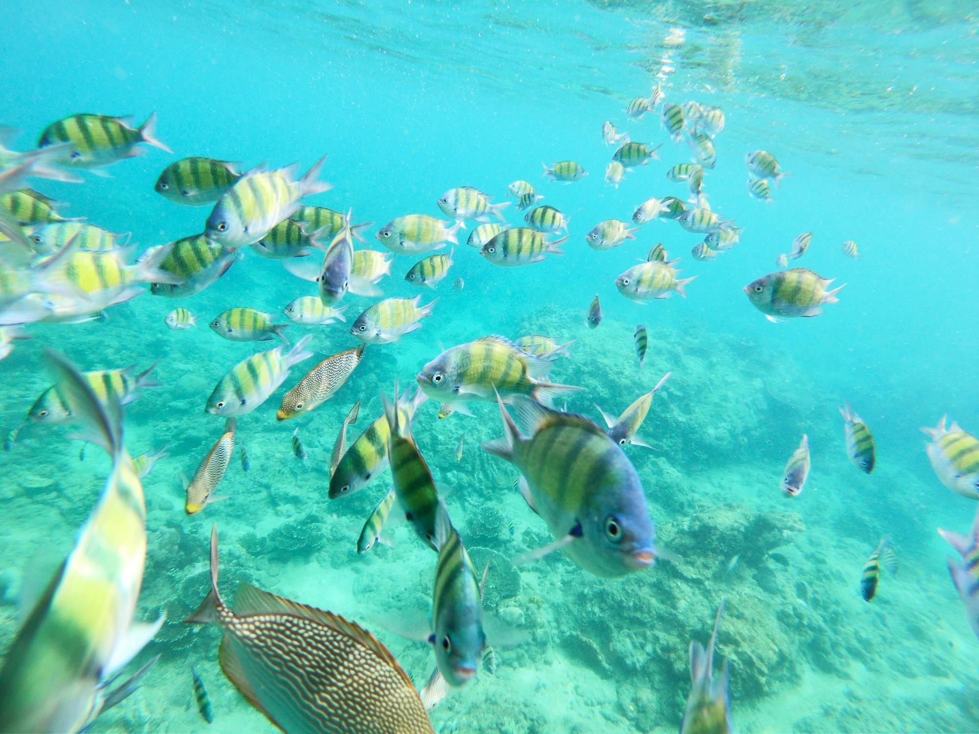 Yellow Submarine Adventure and Snorkelling in Kos