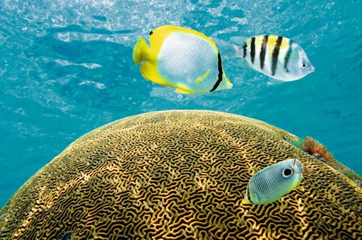 Yellow Submarine Adventure and Snorkelling in Kos