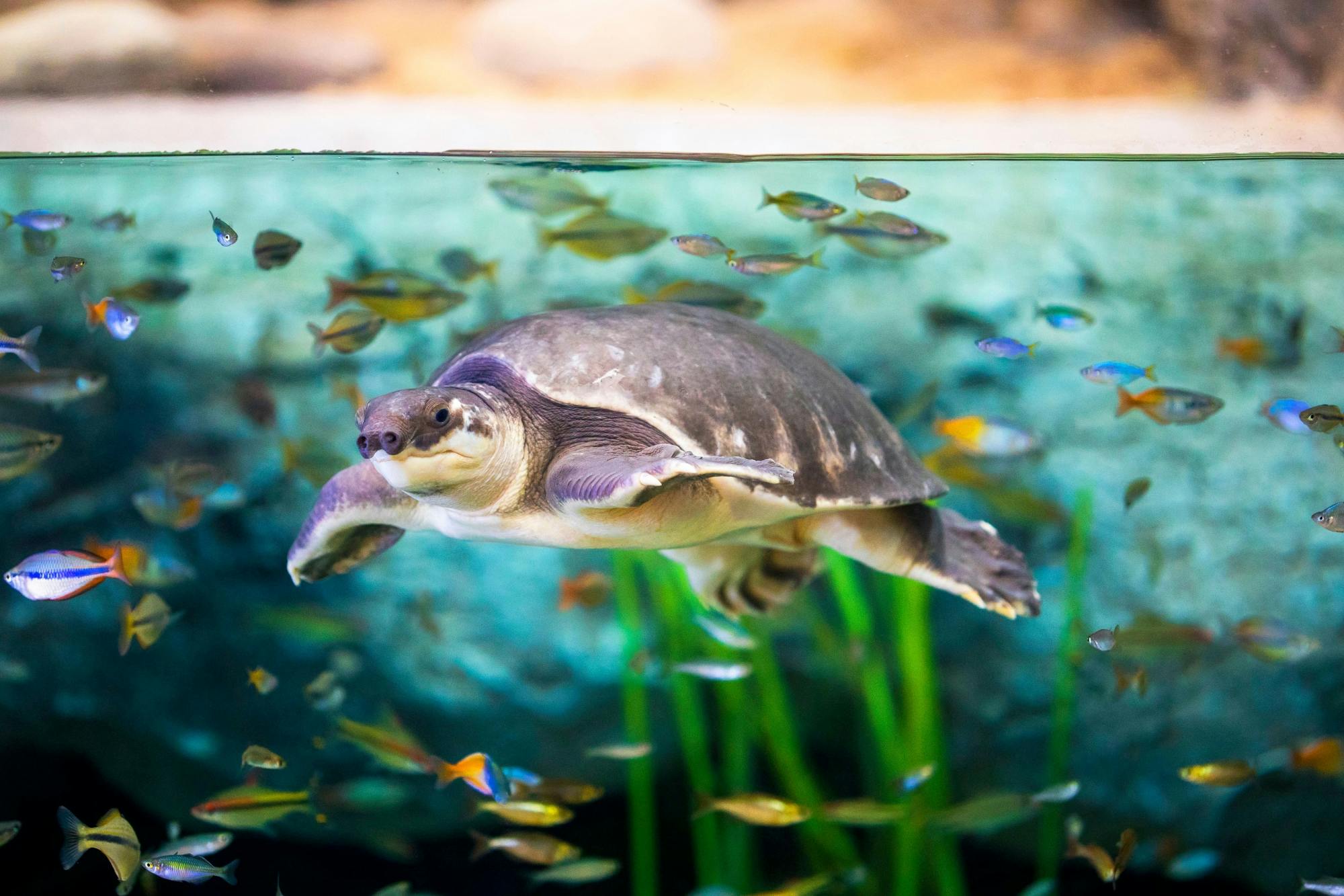 Aquarium Poema del Mar