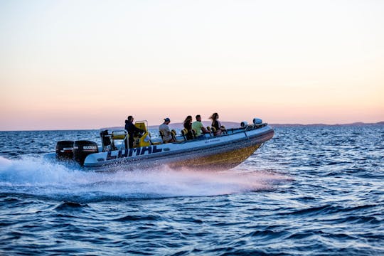 Recorrido en lancha rápida de dos horas por Palma Bay Life &amp; Sea