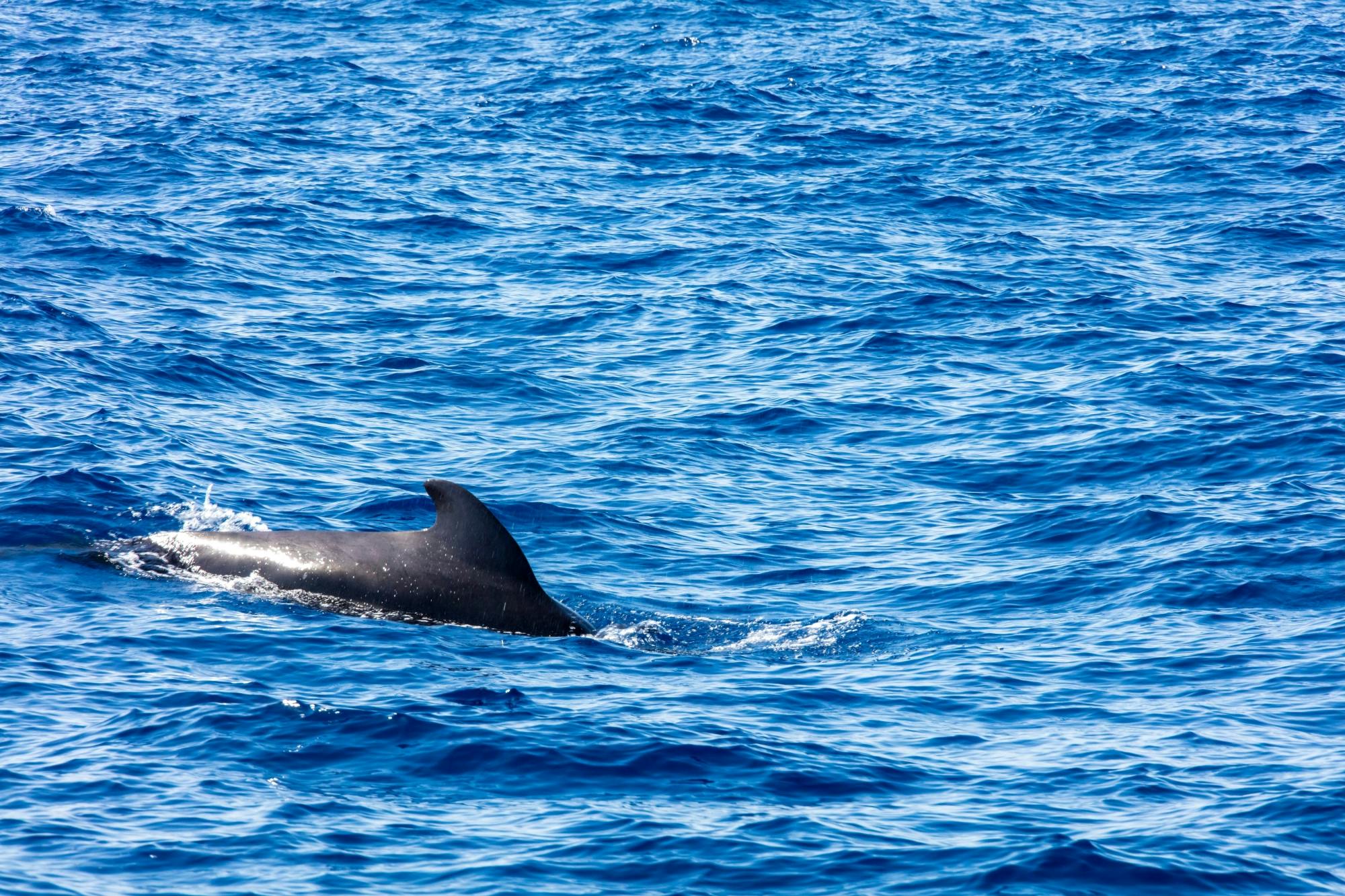 Adults Only Tenerife Freebird Whale & Dolphin Catamaran