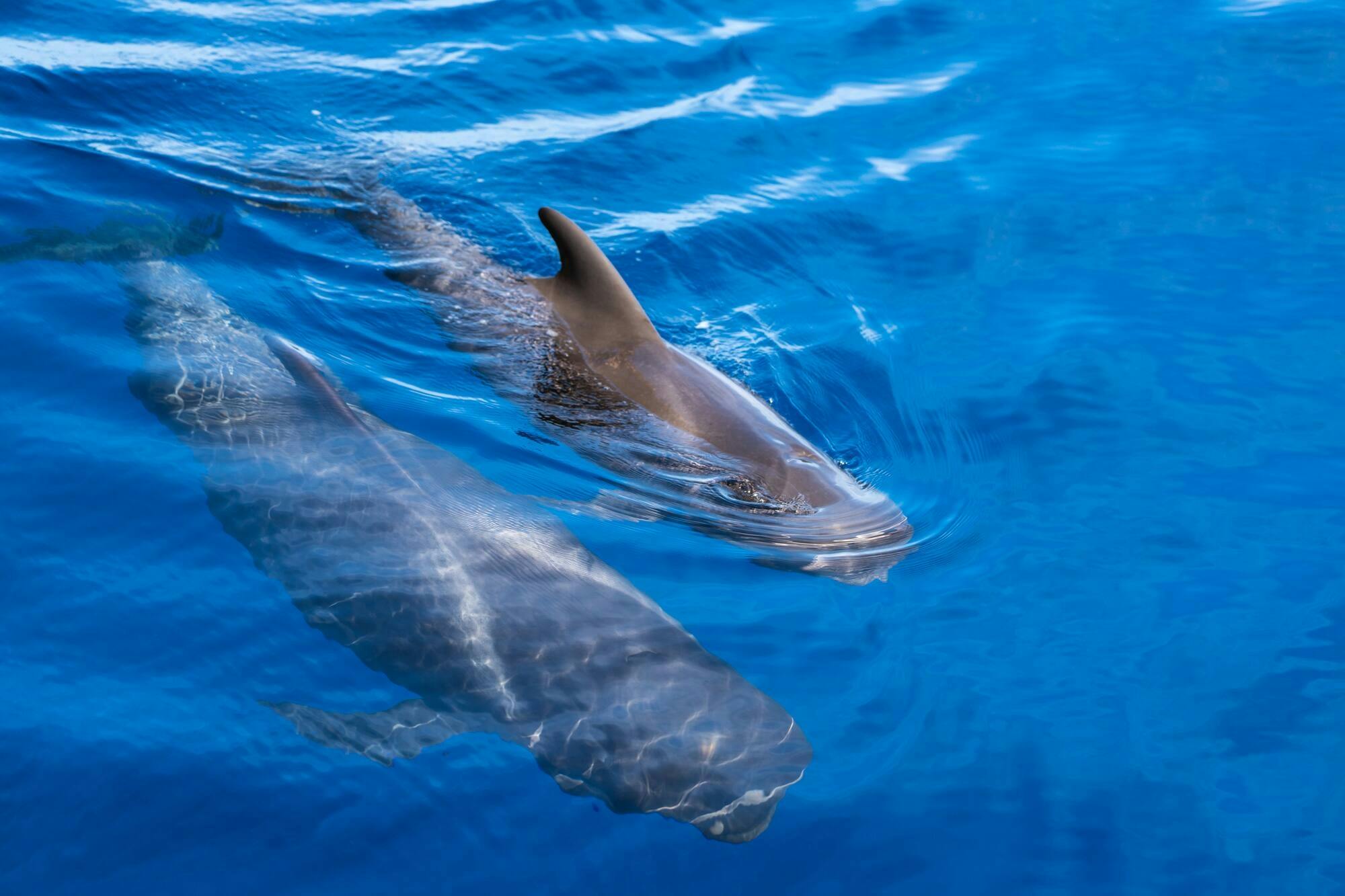 Adults Only Tenerife Freebird Whale & Dolphin Catamaran