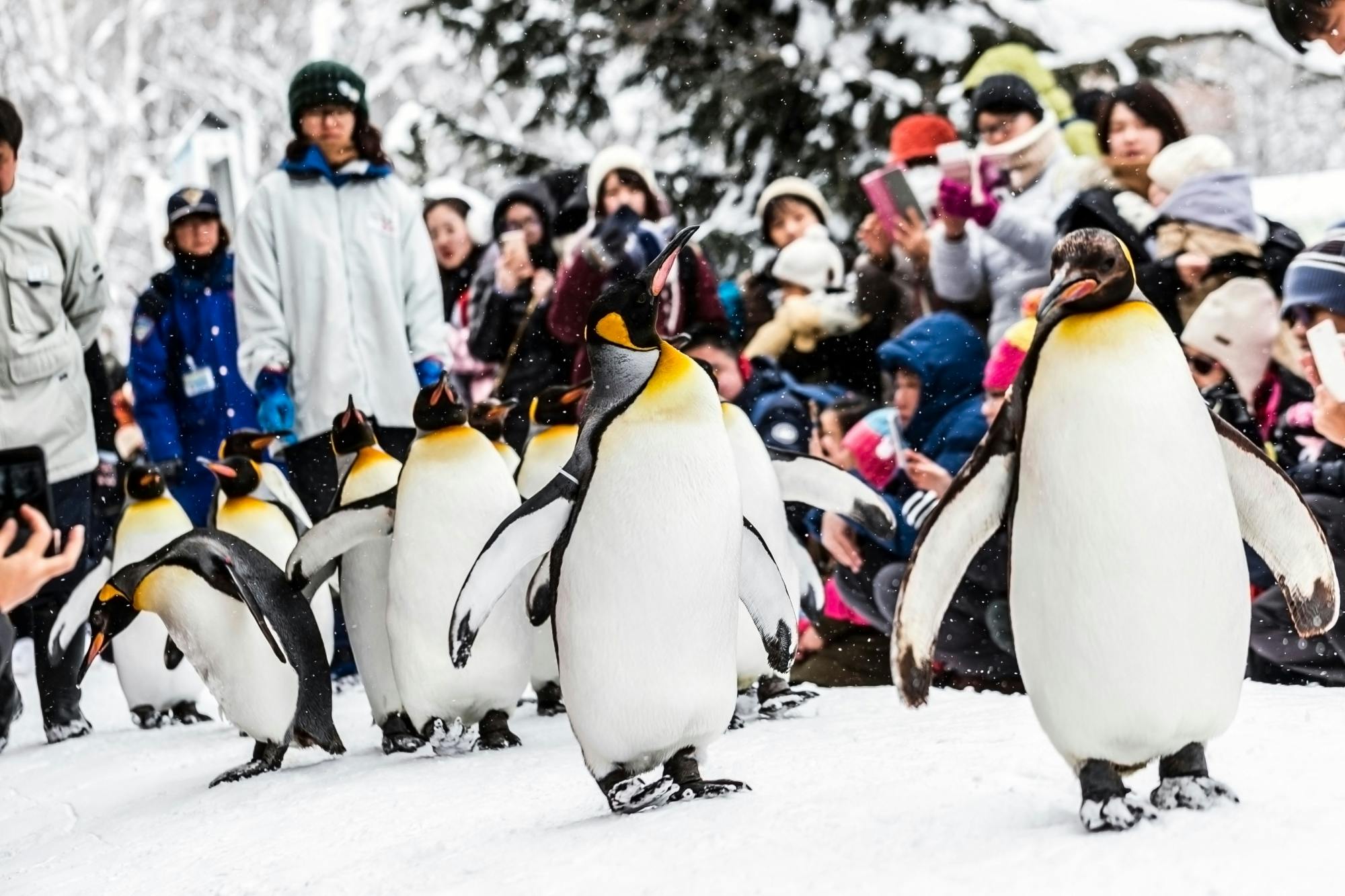 Hele dag rondleiding door Asahiyama Zoo, Biei en Ningle Terrace