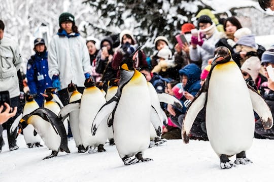 Visita guiada de día completo al zoológico de Asahiyama, Biei y la terraza de Ningle