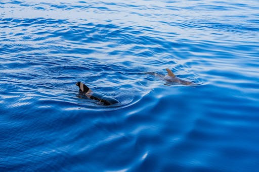 Exclusive Freebird Catamaran Whale & Dolphin Cruise to La Caleta