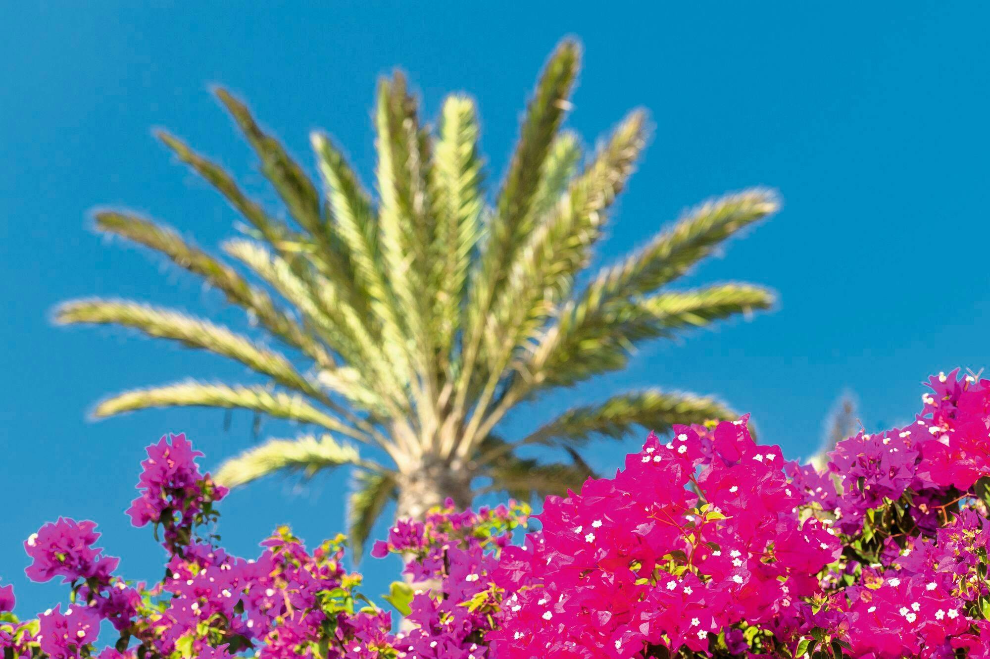 Southern Gran Canaria Tuk-Tuk Tour with Local Market