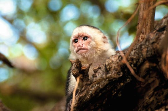 Passe de aventura do Parque Ecológico Diamante