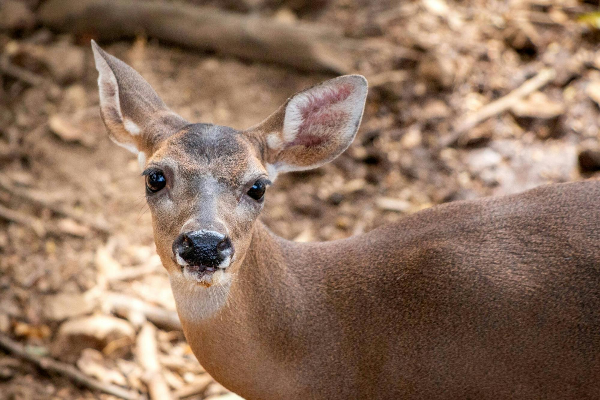 Diamante Eco Park Animal Sanctuary Discovery Ticket