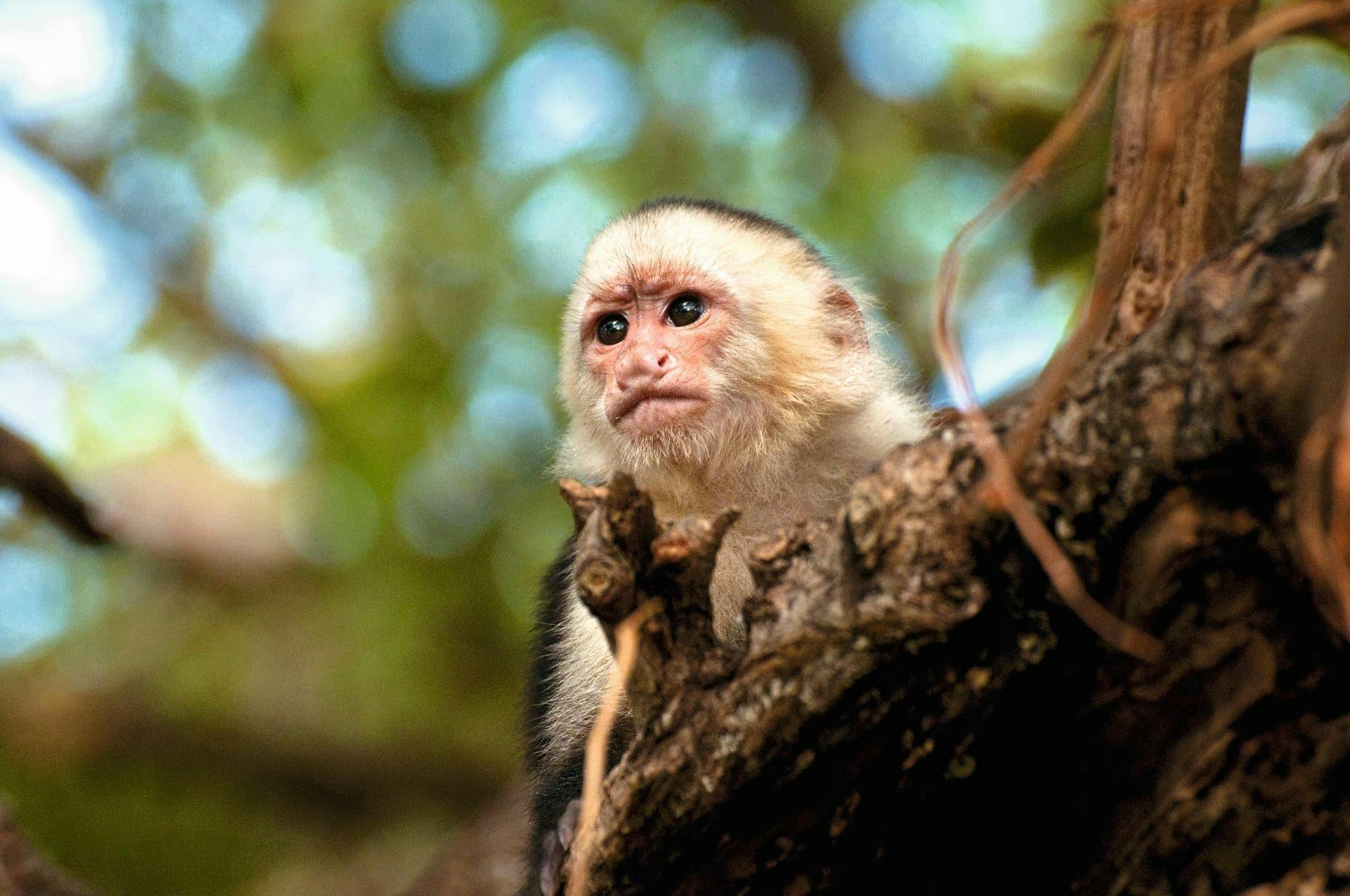 Le billet Aventure Pass du Diamante Eco Park