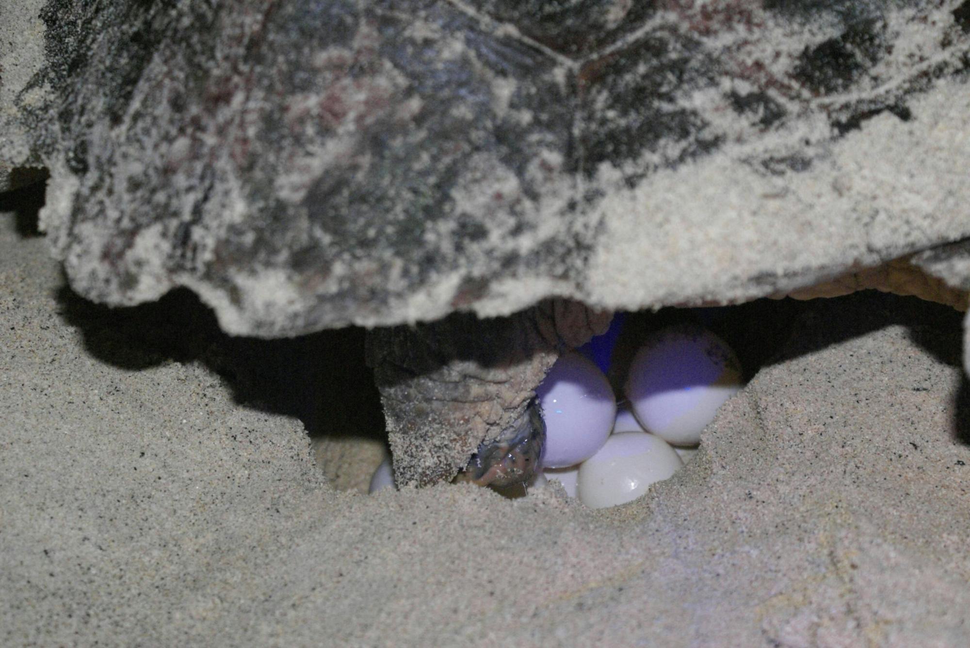 Boa Vista Turtle Nesting Beach Tour with Exclusive Transfer