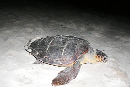 Boa Vista turtle nesting beach tour with exclusive transfer