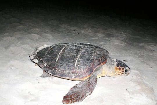 Visite de la plage de nidification des tortues de Boa Vista - avec transfert exclusif
