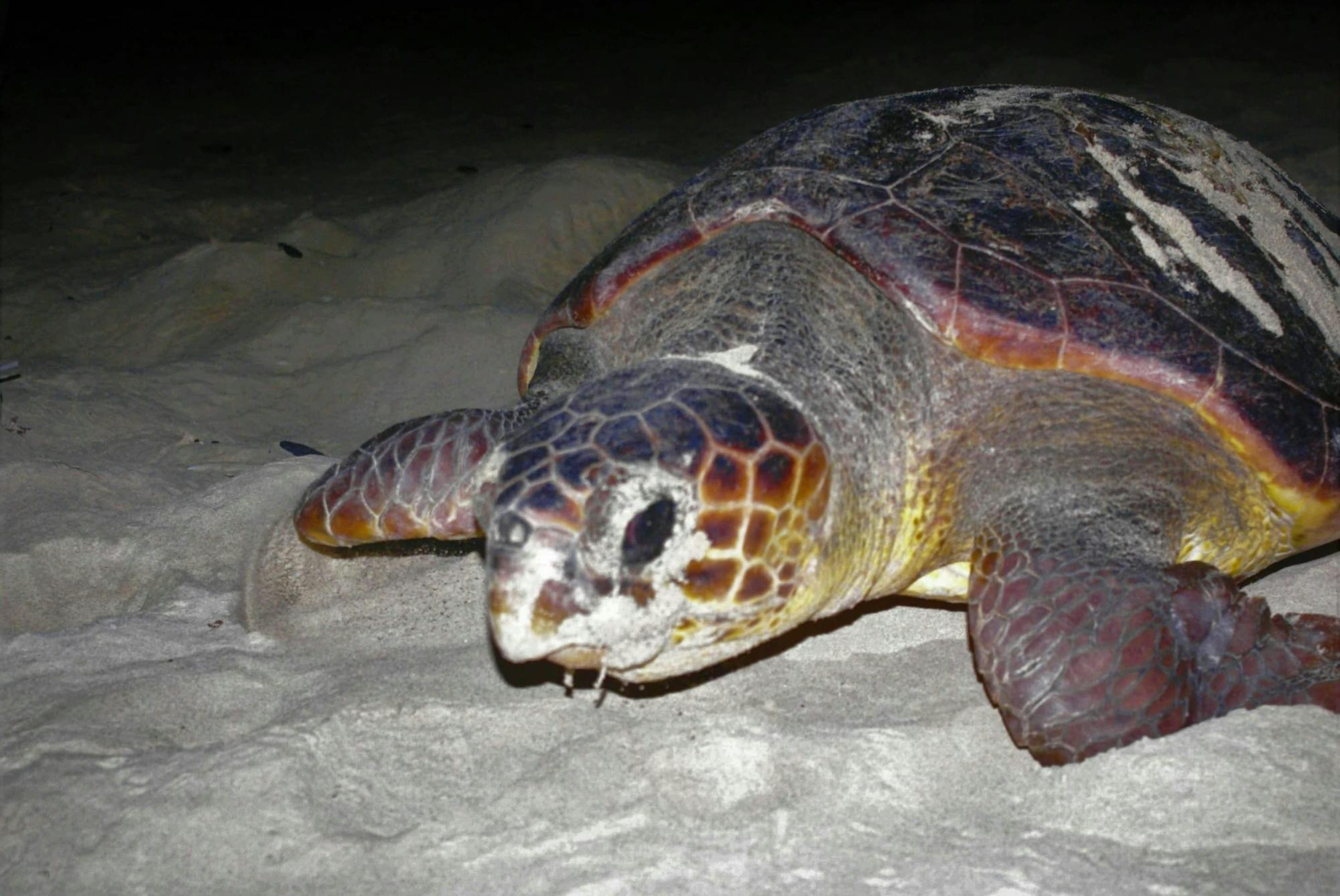 Boa Vista Turtle Nesting Beach Tour with Exclusive Transfer
