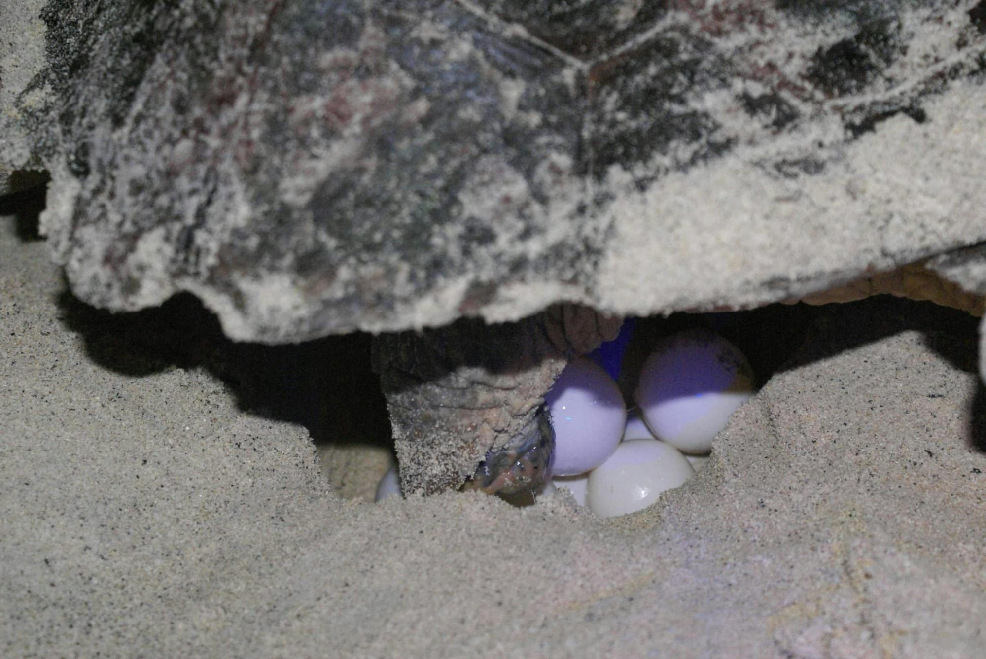 Boa Vista Turtle Nesting Beach Tour with Exclusive Transfer