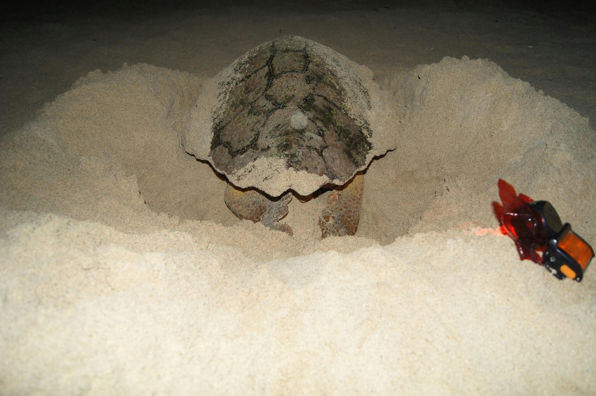 Boa Vista Turtle Nesting Beach Tour with Exclusive Transfer