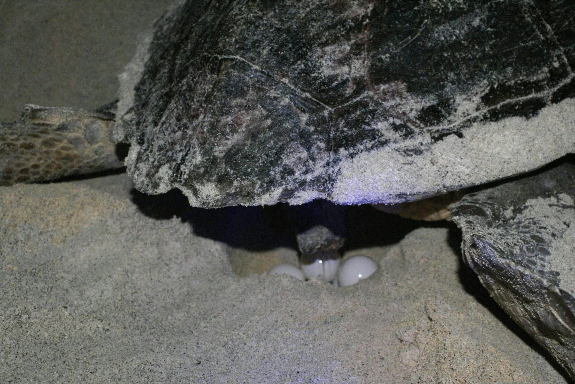 Boa Vista Turtle Nesting Beach Tour with Exclusive Transfer